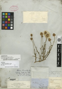 Image of Helenium laciniatum