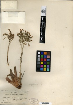 Image of Dudleya angustiflora
