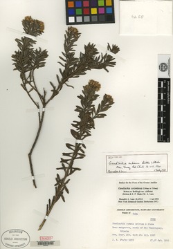 Gundlachia corymbosa var. cubana image