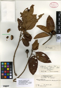 Magnolia cubensis image