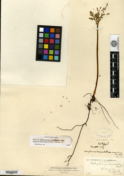 Botrychium lanceolatum image