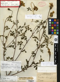 Image of Tagetes parryi