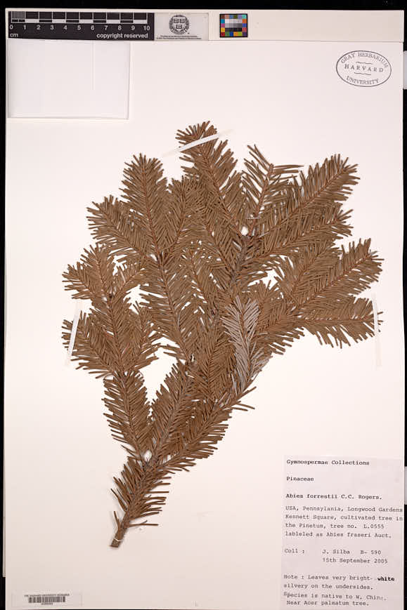 Image of Abies forrestii