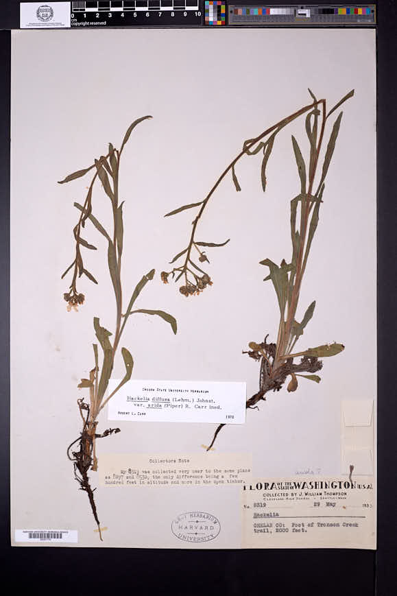 Hackelia diffusa var. arida image