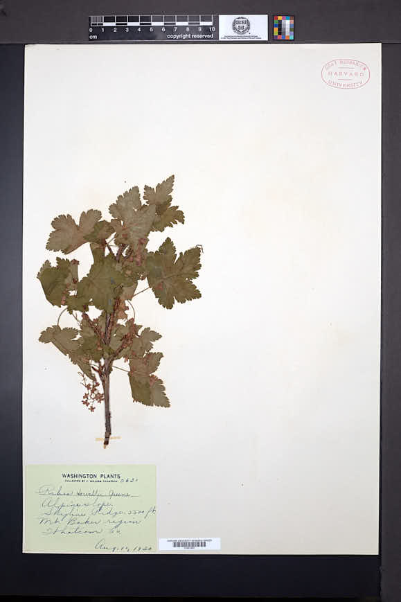 Ribes acerifolium image