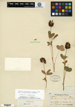 Image of Trifolium caurinum