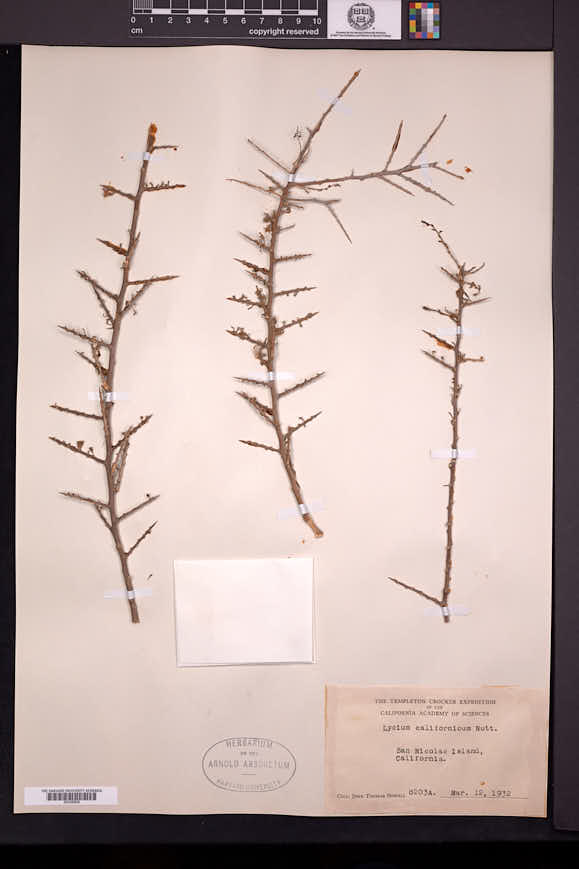 Lycium californicum image