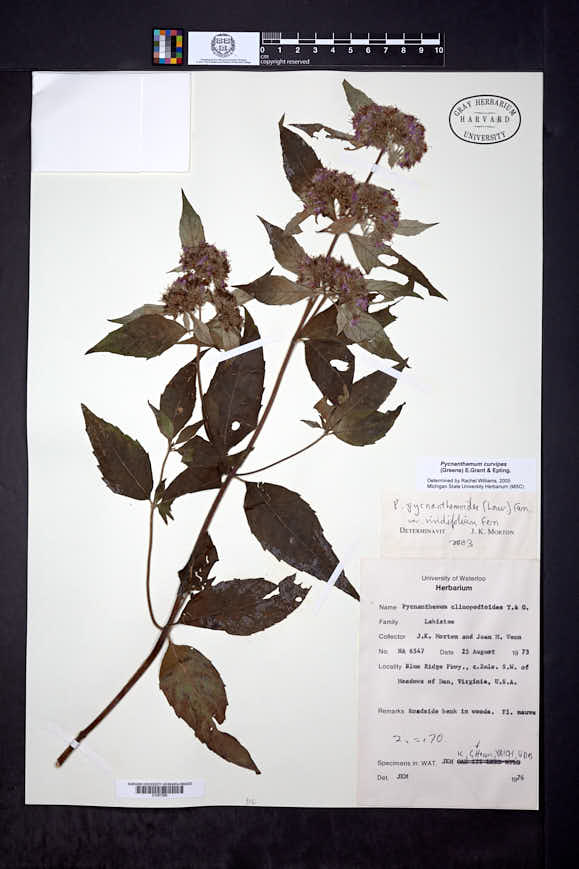 Image of Pycnanthemum curvipes