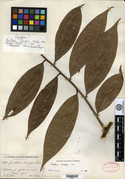 Guatteria caribaea image