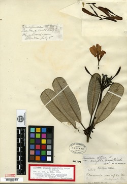 Image of Plumeria sericifolia