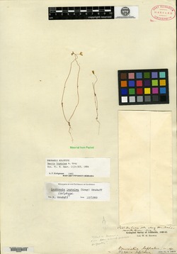 Image of Lasthenia leptalea