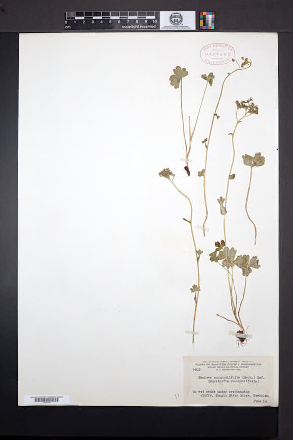 Suksdorfia ranunculifolia image