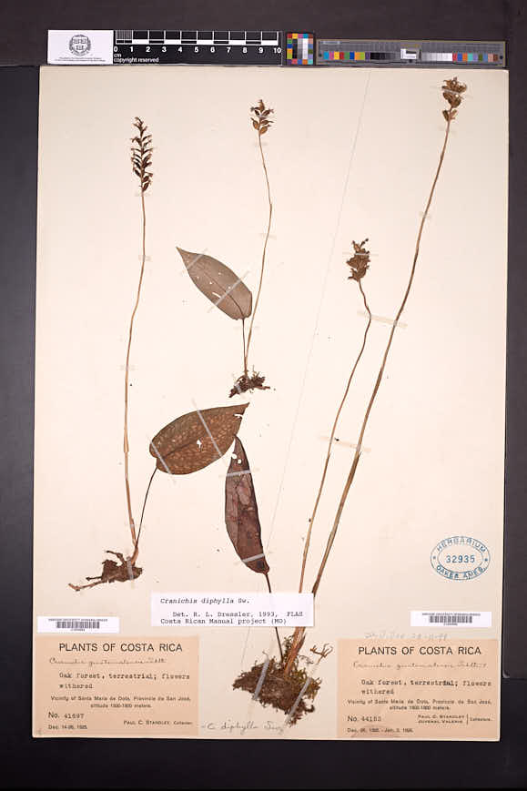 Cranichis diphylla image