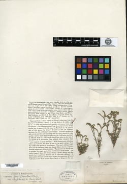 Image of Cryptantha filiformifolia