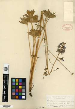 Image of Delphinium luporum