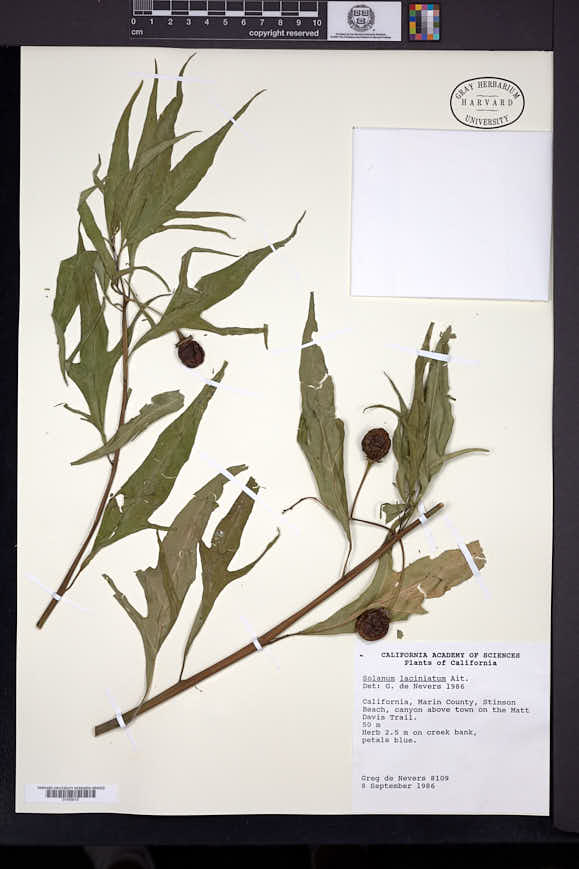 Solanum laciniatum image