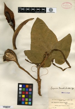 Syngonium salvadorense image