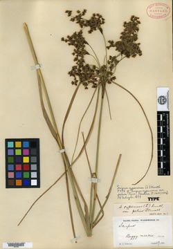 Scirpus cyperinus var. pelius image