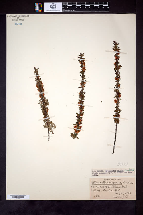 Cotoneaster conspicuus image
