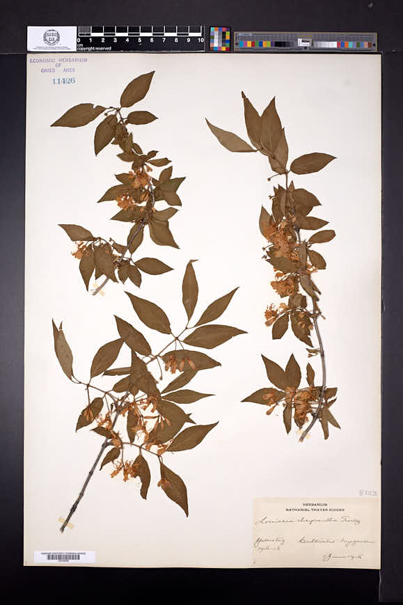 Image of Lonicera chrysantha