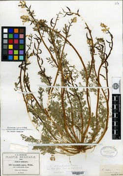 Corydalis chihuahuana image