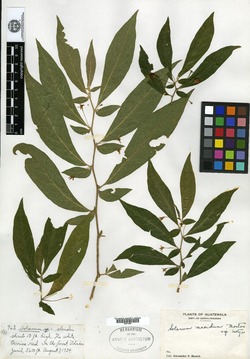Solanum madidum image