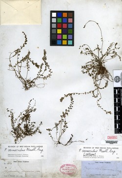 Phyllanthus carnosulus image
