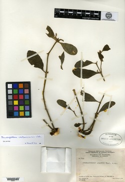 Image of Phoradendron costaricense