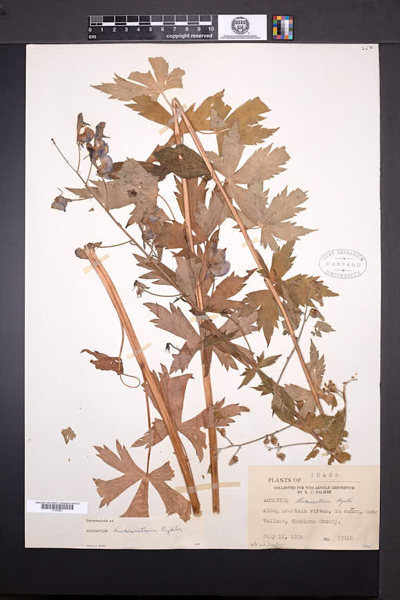 Image of Aconitum divaricatum