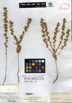 Image of Hemizonia spicata