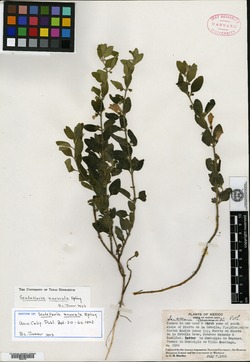 Image of Scutellaria anomala
