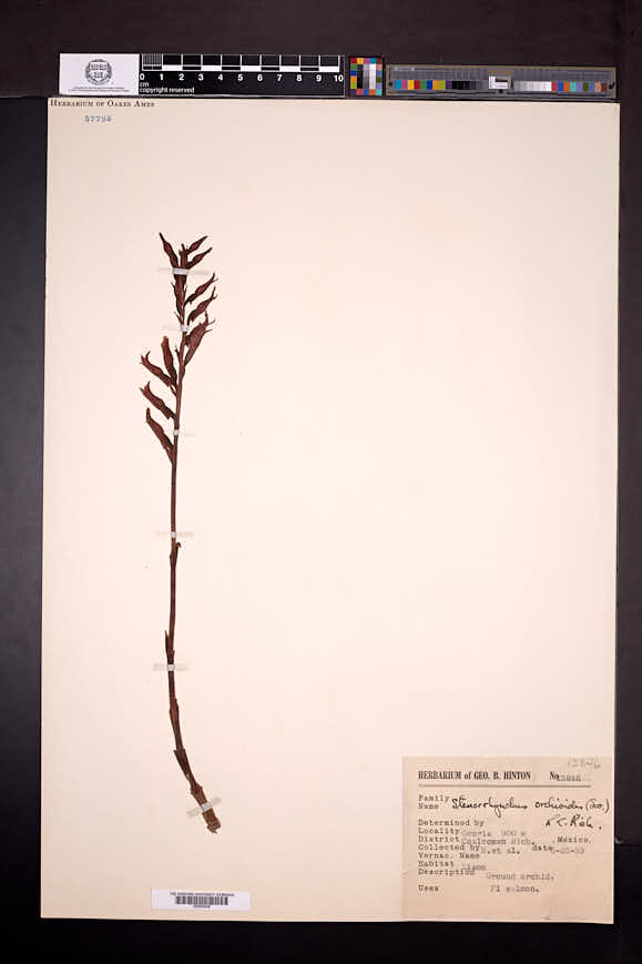 Sacoila lanceolata image