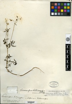 Image of Coreocarpus heterocarpus