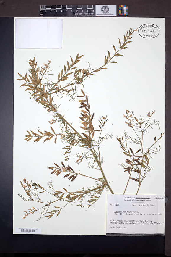Astragalus sulcatus image