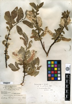 Salix californica image