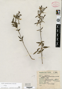 Image of Bouvardia cataphyllaris
