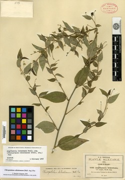 Chiropetalum schiedeanum image