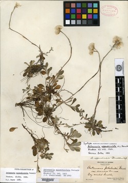 Antennaria appendiculata image