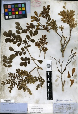 Jacaranda arborea image