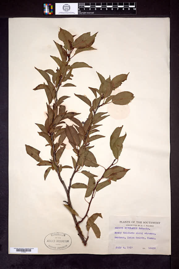 Prunus rivularis image
