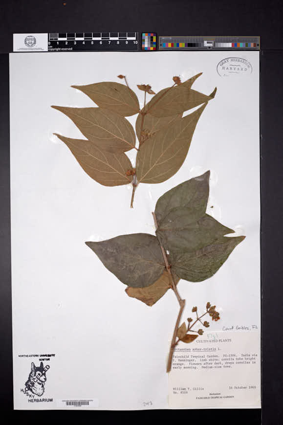 Nyctanthes arbor-tristis image
