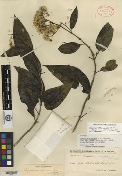 Critonia microdon image
