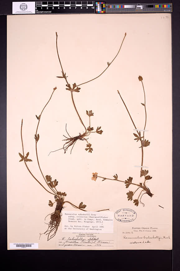 Ranunculus eschscholtzii var. trisectus image