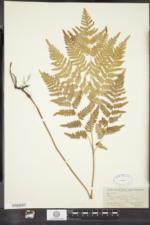 Pteridium aquilinum subsp. latiusculum image
