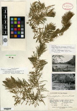 Image of Ceratophyllum llerenae