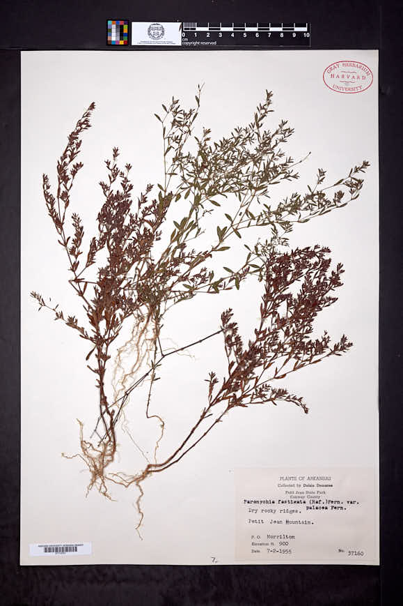 Paronychia fastigiata var. paleacea image