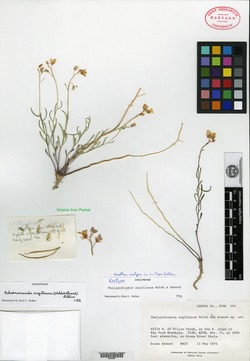 Thelypodiopsis argillacea image