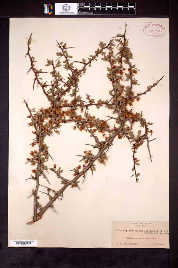 Prunus andersonii image