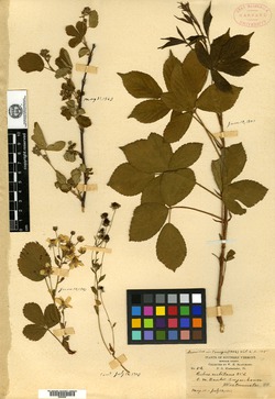 Rubus cubitans image
