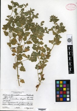 Image of Verbena lundelliorum